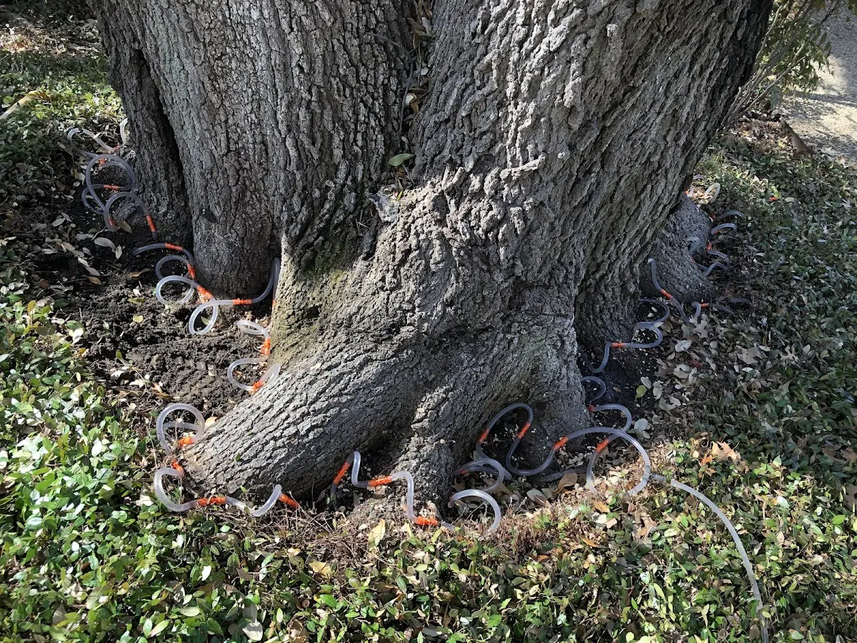 Detailed Tree Cabling and Bracing job site in Jennings