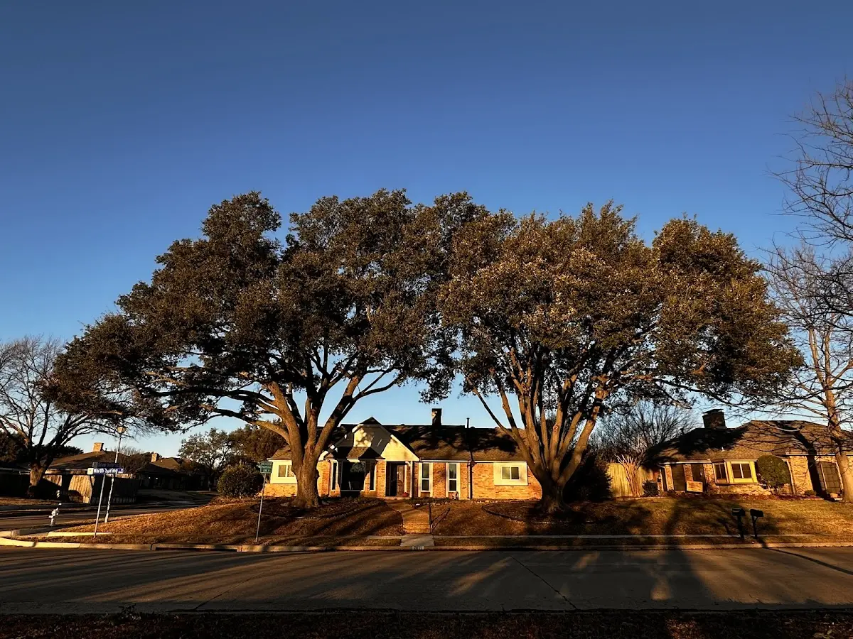 Established residential canopy tree shading a home in Jennings